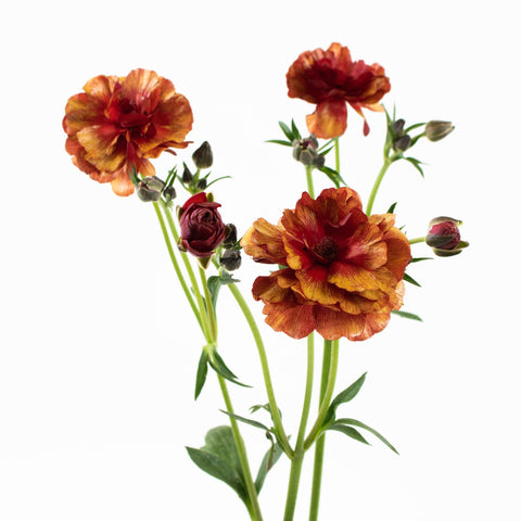 Orange Red Butterfly Ranunculus Flower Stem