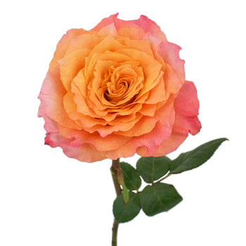 Orange Sherbet Garden Rose Stem