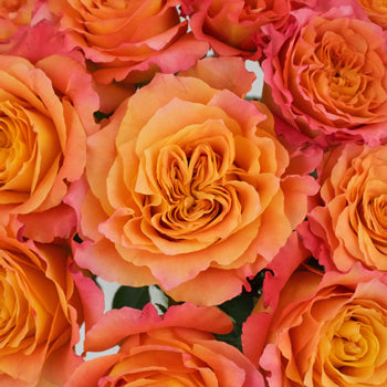 Orange Sherbet Garden Roses up close