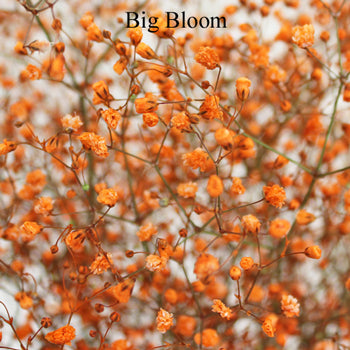 Orange Airbrushed Baby's Breath