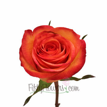 Orange Sunset Fidji Rose Stem