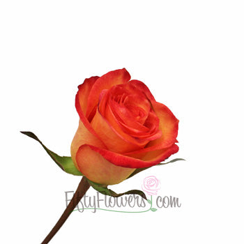 Orange Sunset Rose Side Stem View