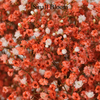 Coral Orange Airbrushed Baby's Breath
