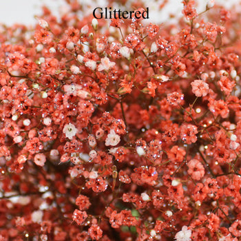 Coral Orange Airbrushed Baby's Breath