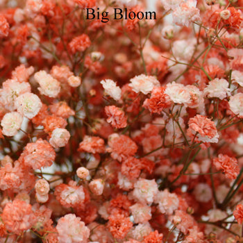 Coral Orange Airbrushed Baby's Breath