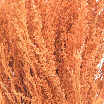 Orange Airbrushed Sage