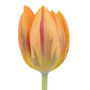 Orange with Purple Standard Tulip Wholesale Flower Up Close