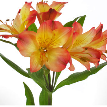 Orange Yellow alstroemeria Wholesale Bloom Close up