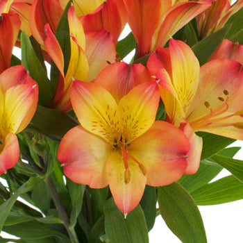 Orange Yellow alstroemeria Wholesale Flower Upclose