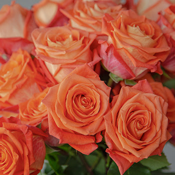 Wholesale Orange Martini Bulk Roses