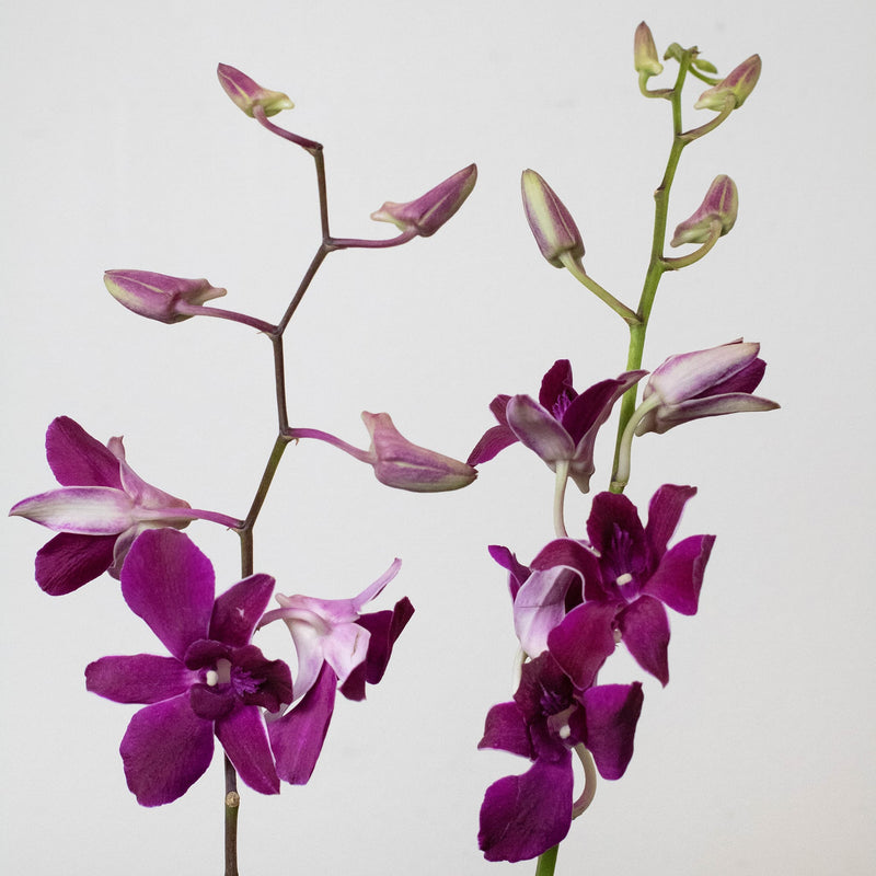 Orchids burgundy wholesale flower stems