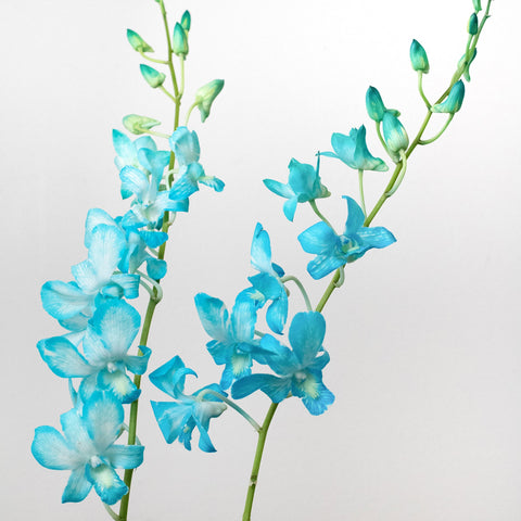 Orchid Blue Wholesale Flowers Stems