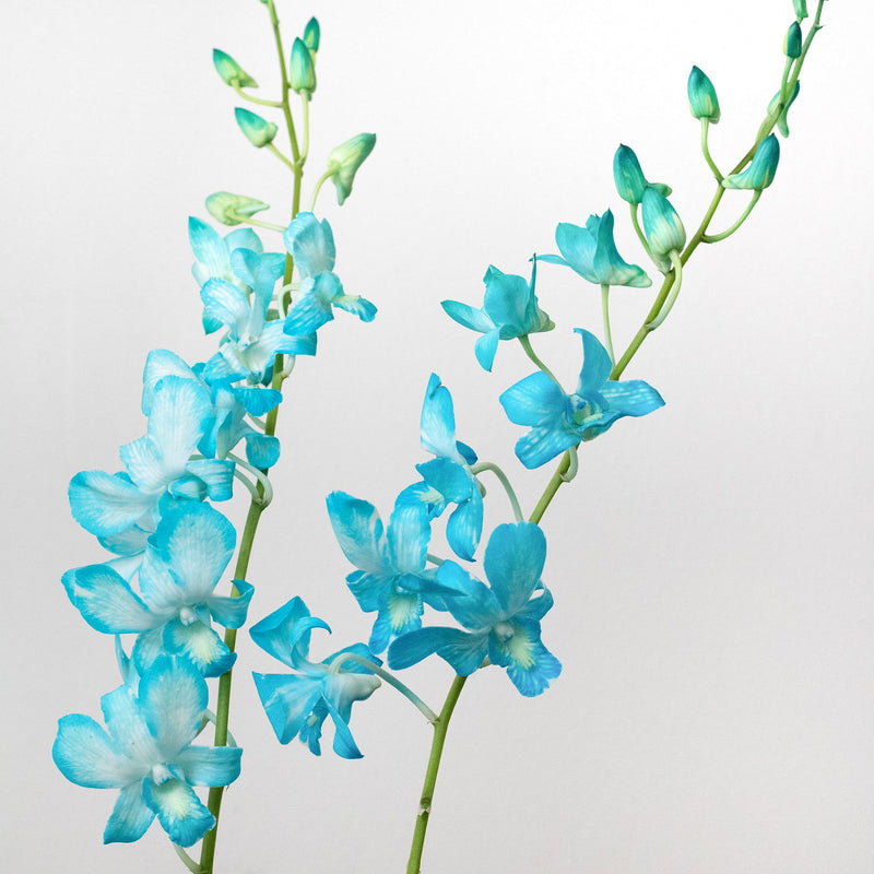 Orchid Blue Wholesale Flowers Stems