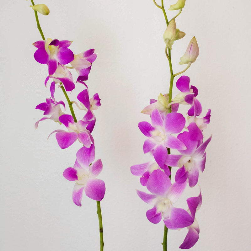 Orchids Pinky Lavender Wholesale Flower Stems