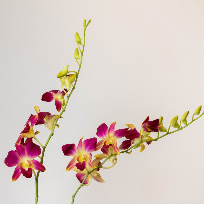 Orchids Bom Gold Wholesale Flower Stems