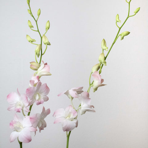 Orchids Blush Wholesale Flower Stems