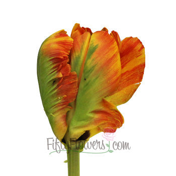 Overig Yellow and Red Parrot Tulip Wholesale Flower Up close
