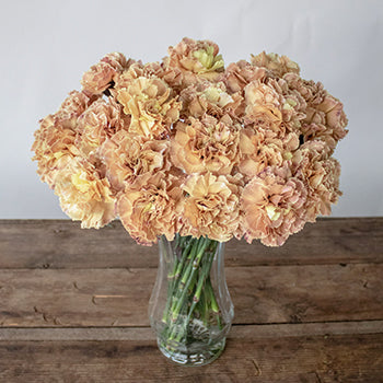 Padi Coral Peach Carnation Flowers in a Vase