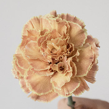 Padi Coral Peach Carnations side stem