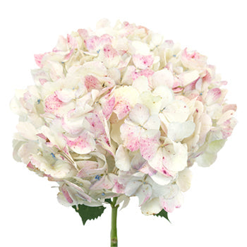 Pale Vintage Hydrangea Flower Stem View