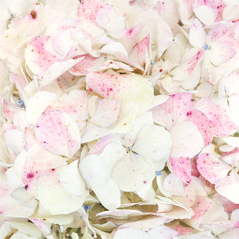 Pale Vintage Hydrangea Flower Up Close