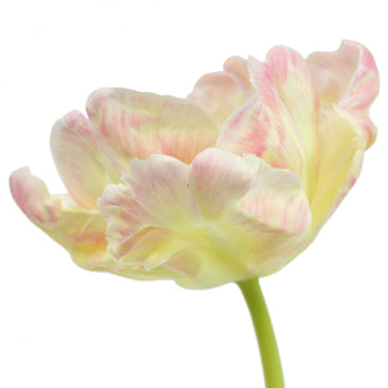 Pale Yellow and Pink Libretto Tulips Wholesale Flower Side Stem