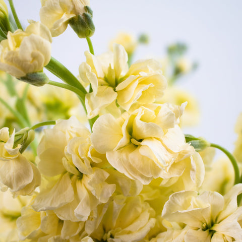 Pale Yellow Stock Flowers Up Close