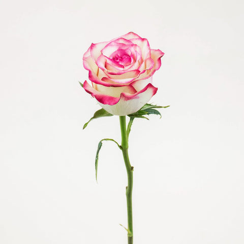 Paloma Pink Rose Stem