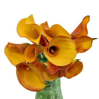 Sunset Colors Mini Calla Lily
