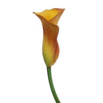 Sunset Colors Mini Calla Lily
