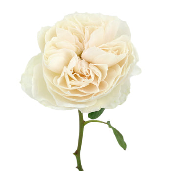 Paper White Garden Rose Stem