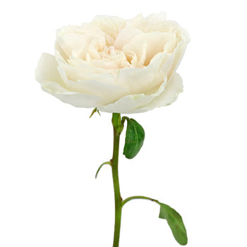 Paper White Garden Rose Side Stem View