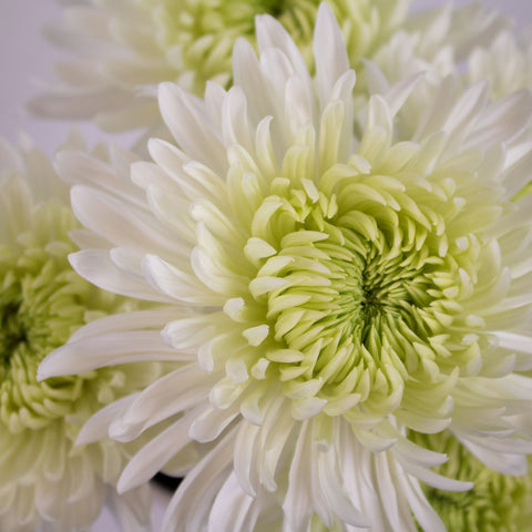 White Chrysanthemum Flower Close up