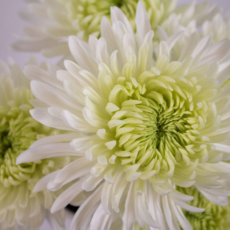 White Chrysanthemum Flower Close up