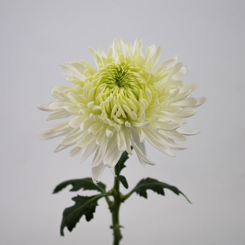 Paper White Mum Cremon Flower Stem