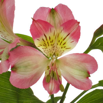 Passion Pink alstroemeria Wholesale Flower bloom