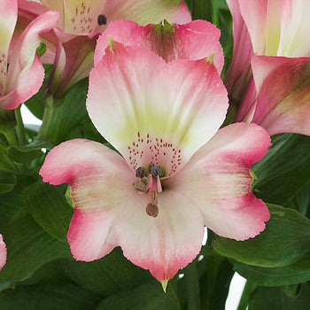 Passion Pink alstroemeria Wholesale Flower Upclose