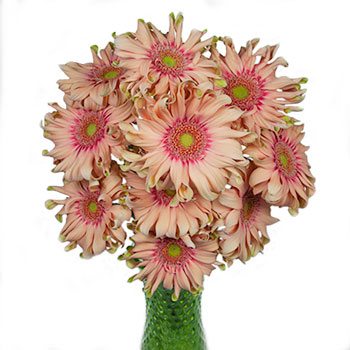 Peach Pinwheel Gerbera Daisy