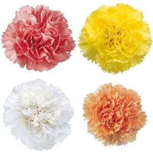 Pastel Farm Mix Wholesale Carnations Up close