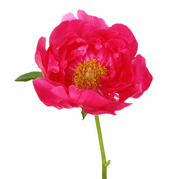 Paula Fay Coral Peony Side Stem View