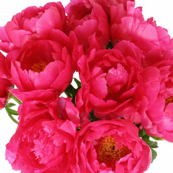 Paula Fay Coral Peonies up close