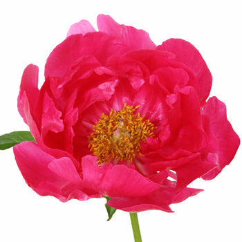 Paula Fay Coral Peony Stem