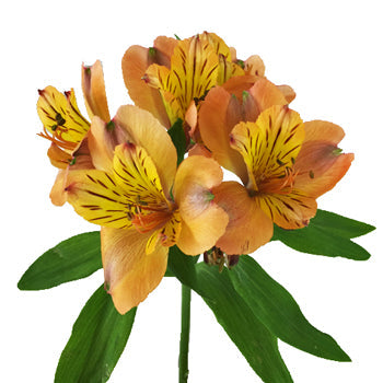 Pea Pod Orange alstroemeria Wholesale Bloom