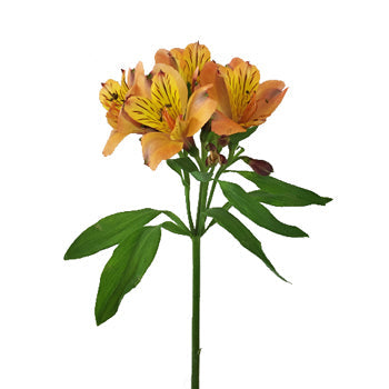 Pea Pod Orange alstroemeria Wholesale Flower Stem