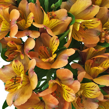 Pea Pod Orange alstroemeria Wholesale Flower Upclose