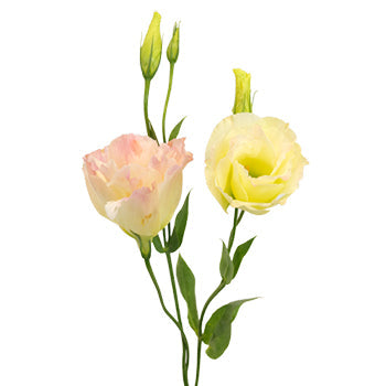 Hues of Apricot Lisianthus Flower