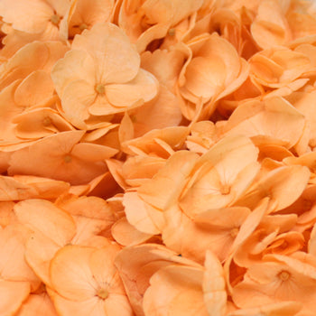 Peach Enhanced Hydrangea Wholesale Flower Up close