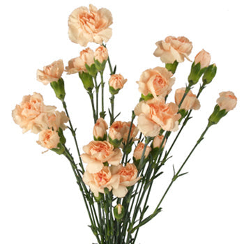 Peach Flower Mini Carnation Up Close