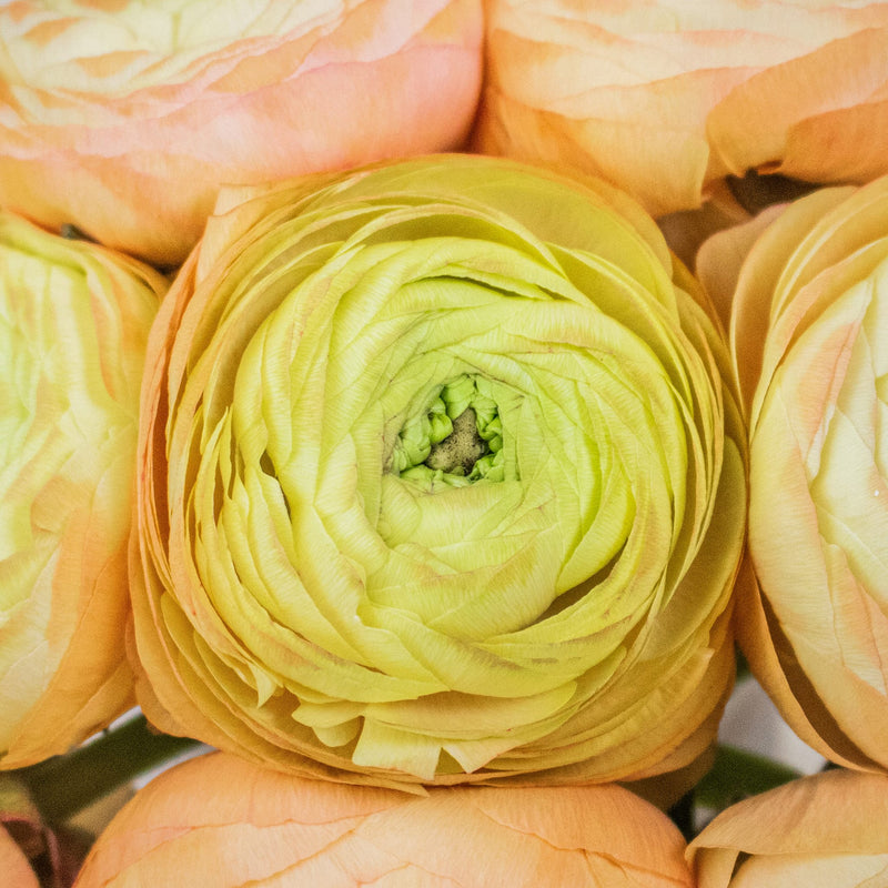 Peach Ranunculus Wholesale Flower Upclose