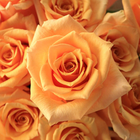 Peach Rose Flower Up Close